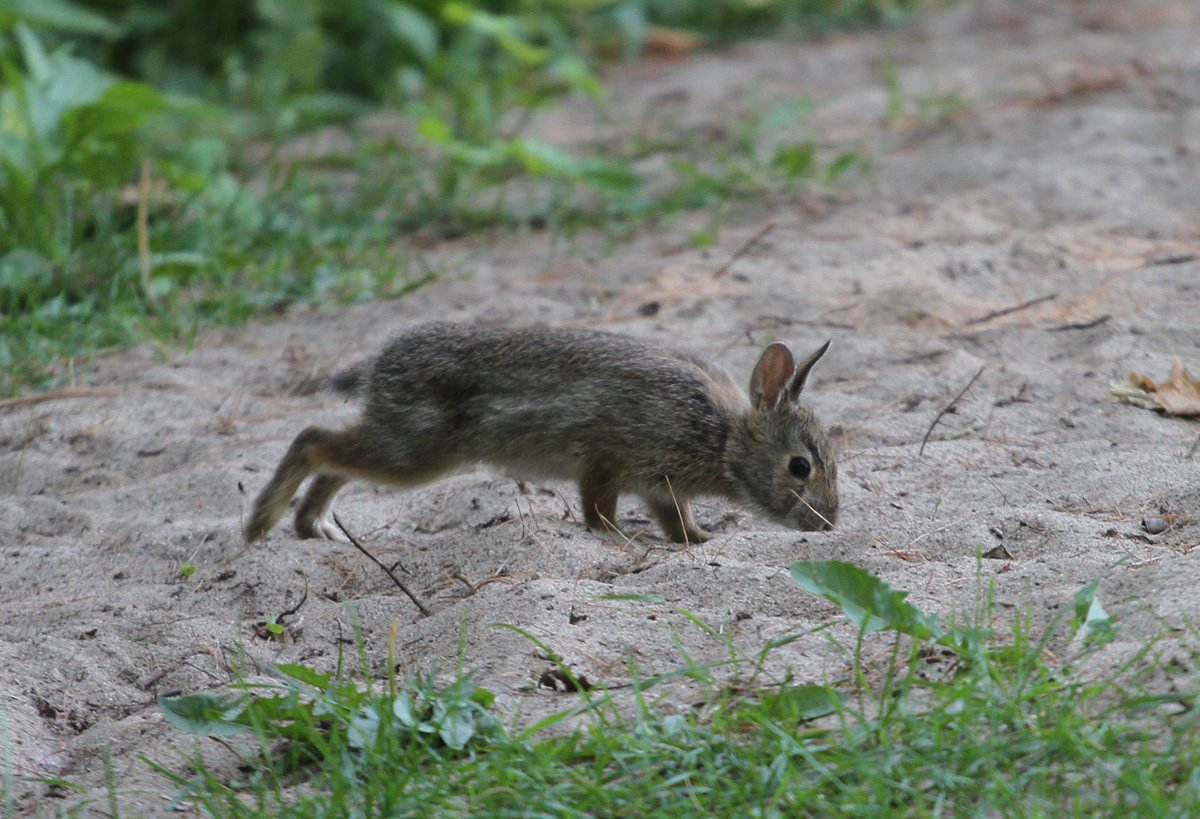 JohnAtTheNews's tweet photo. Incredibly chill baby bunny cavorting in the badminton pit @UTM this afternoon. Nonchalant and enjoying a beautiful day. @UTMBiology https://t.co/Xs7GoXQXUC