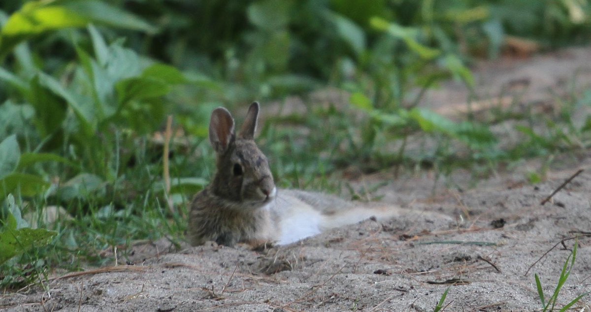 JohnAtTheNews's tweet photo. Incredibly chill baby bunny cavorting in the badminton pit @UTM this afternoon. Nonchalant and enjoying a beautiful day. @UTMBiology https://t.co/Xs7GoXQXUC