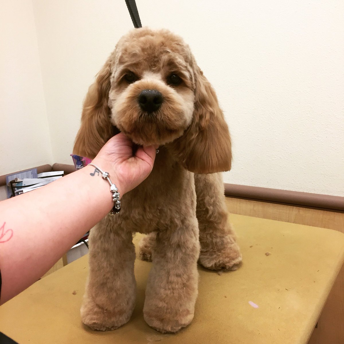 Handsome Buddy! #PetSmart #PetSmartgrooming #cockapoo #PetSmartsnj