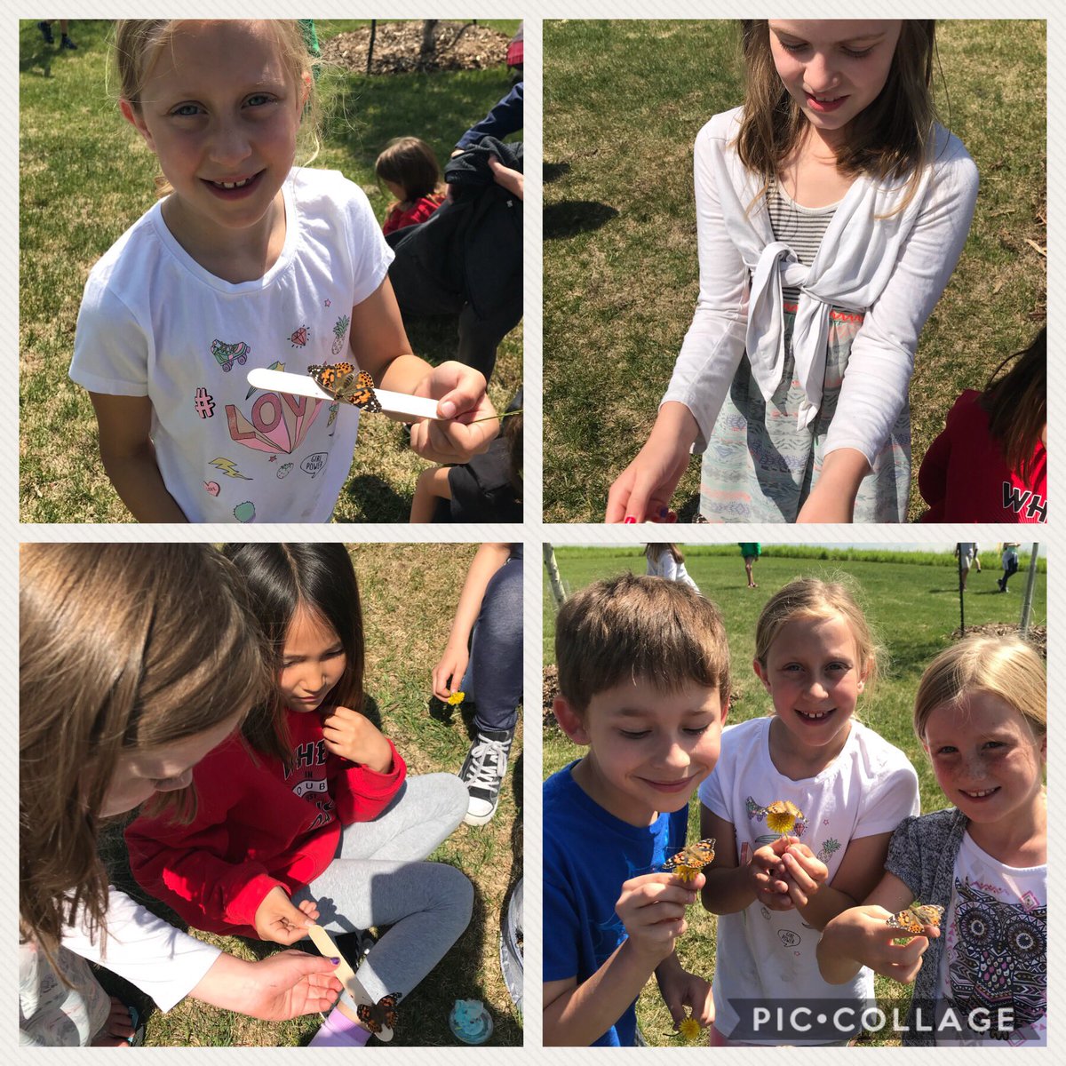 mrcoteclass's tweet photo. Well, 3A butterflies...it’s been a slice! The Grade 3s certainly had a blast releasing them today! May they live long (ish) and prosper 🖖 #gr3animallifecycles #prescottpsd70 https://t.co/elnCeWhniA