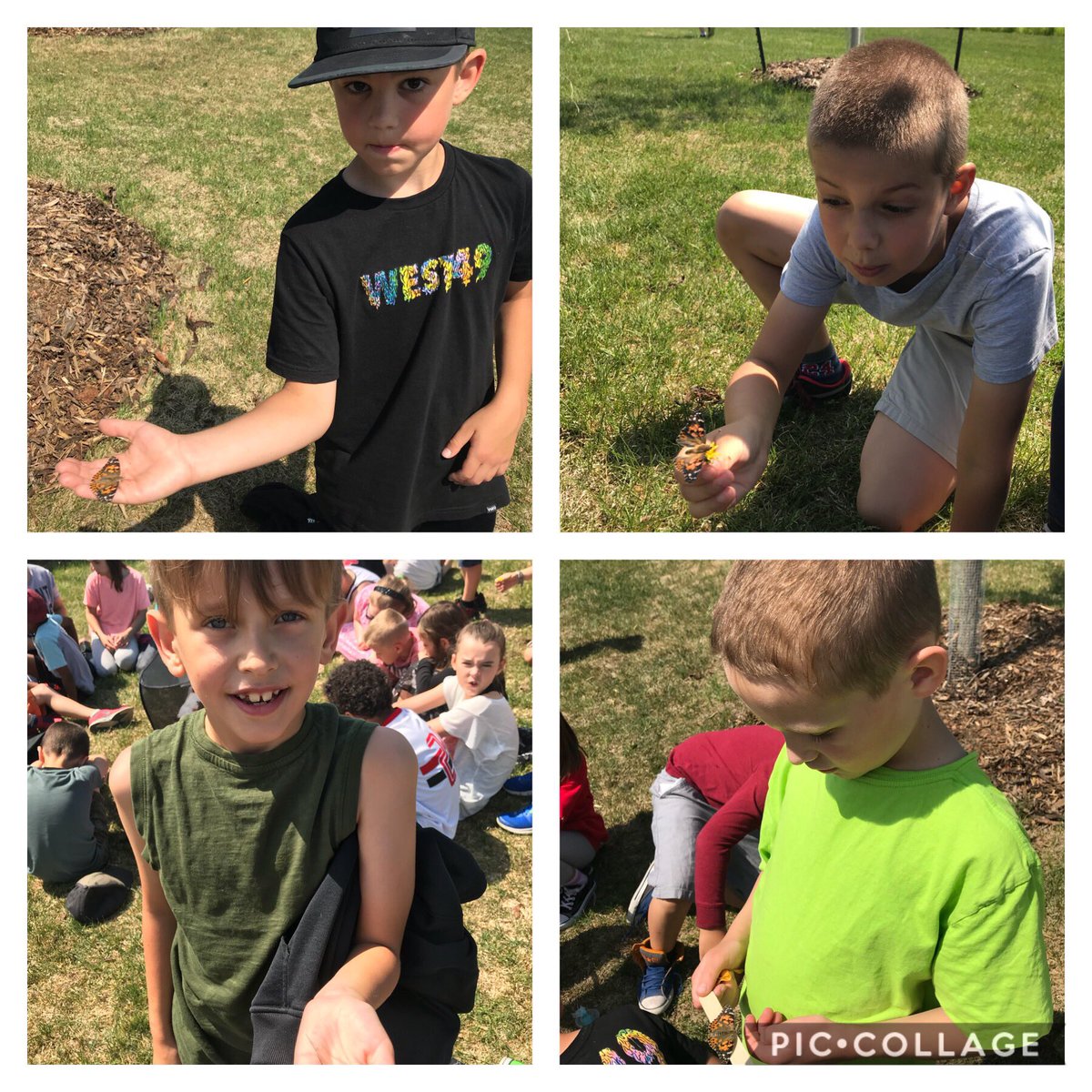 mrcoteclass's tweet photo. Well, 3A butterflies...it’s been a slice! The Grade 3s certainly had a blast releasing them today! May they live long (ish) and prosper 🖖 #gr3animallifecycles #prescottpsd70 https://t.co/elnCeWhniA
