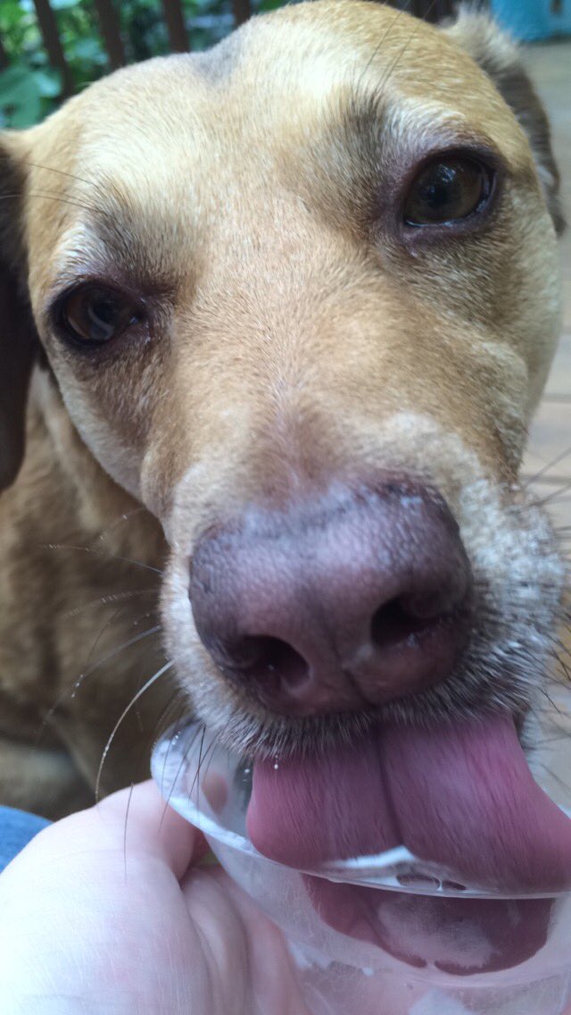 TherapyPupCoop's tweet photo. Even Cooper loves herself some @Breyers on a hot day! She and I could use some pints for #BreyersBFF #BreyersGiveaway 🍦 💕 https://t.co/xFLeZQZRMp