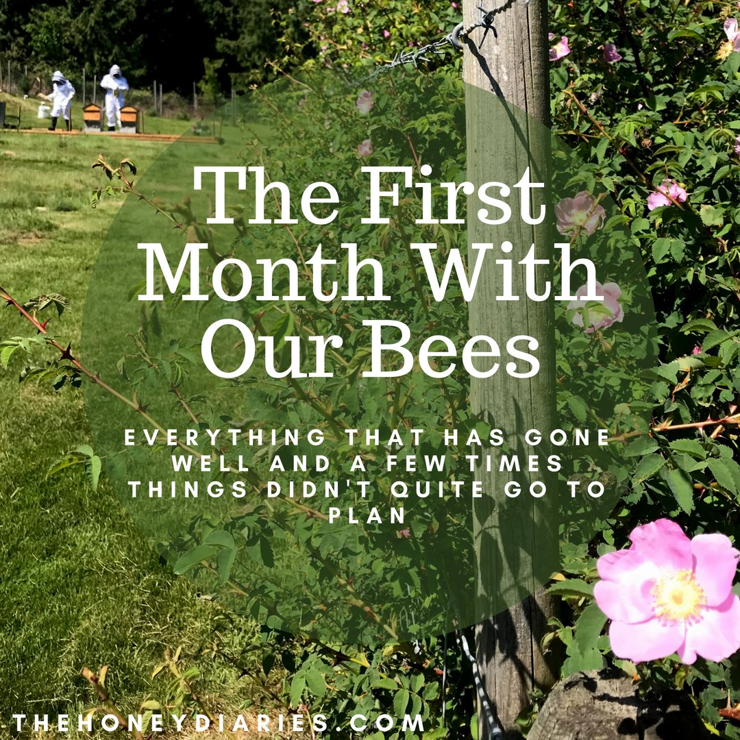 We have already been real life beekeepers for a whole month! 🐝🌷 Though it hasn't gone perfectly, we have had tons of fun and learned so much about our little pollinators. Read our blog all about the ups and downs of our first month! 💜