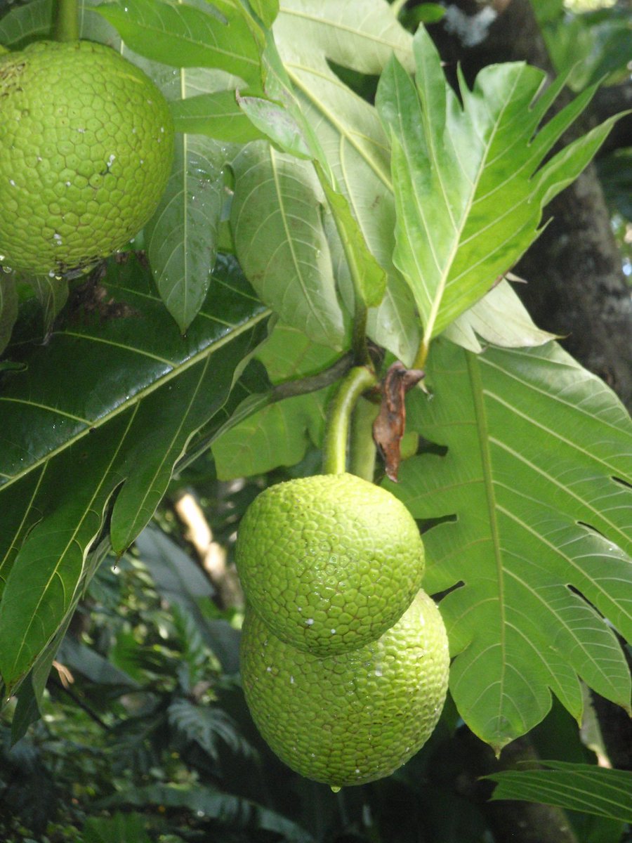 Botanical_'s tweet photo. The importance of conserving genetic resources of #breadfruits &amp; their wild relatives---a plant with a domestication history critical for maintaining suitable &amp; diverse cultivars https://t.co/JaLVN84pqc #botany @klaricch @NormWickett @EvelynWWilliams @BreadfruitNow @PlantSciNews https://t.co/wIiTayVtoo