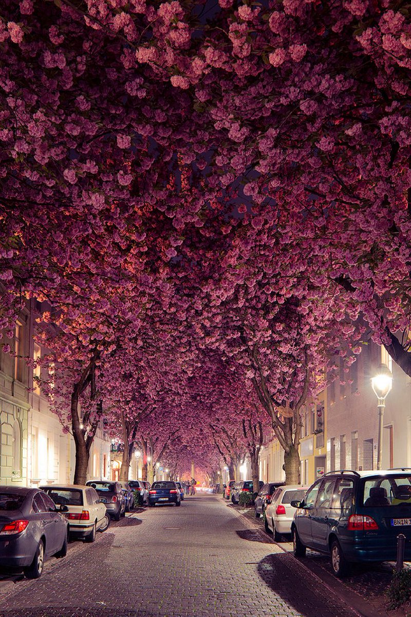 BankruptnBroke's tweet photo. Cherry Blossom tree-tunnel in Bonn, Germany https://t.co/FPyQRuwMJ4
