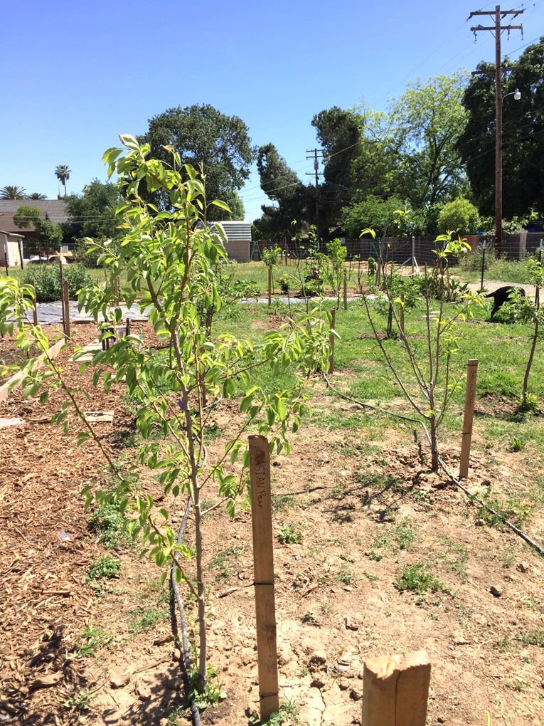 A recent grant from the JB Jones Fund at the Foundation helped improve the Barbara Payne Community Garden in Galt! 

Proud to partner with donors to help them support the causes they care about—like this one—through their charitable funds. Learn more:  sacregcf.org/donors