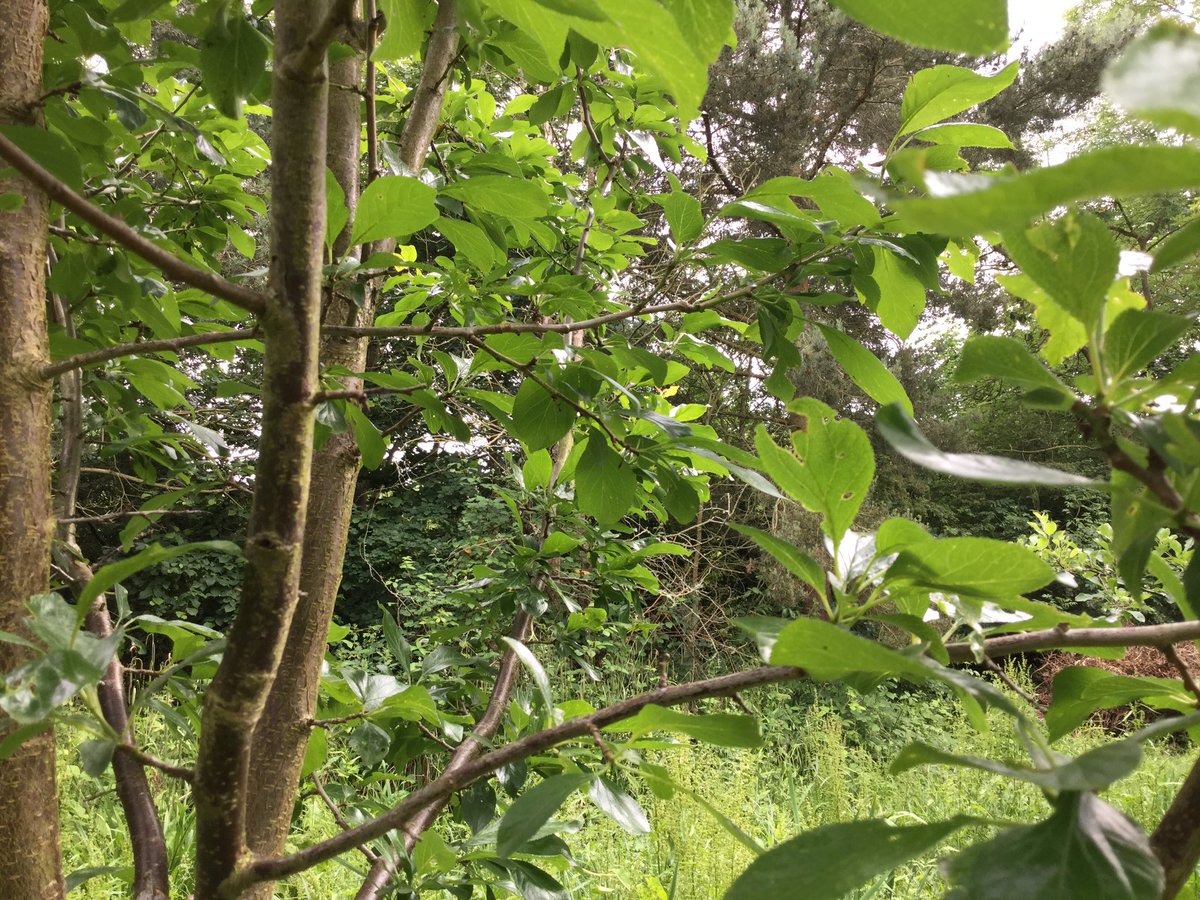 commonswood's tweet photo. Very excited to see fruit starting to grow on the fruit trees planted by the children in the orchard. https://t.co/qK1kabTK0r
