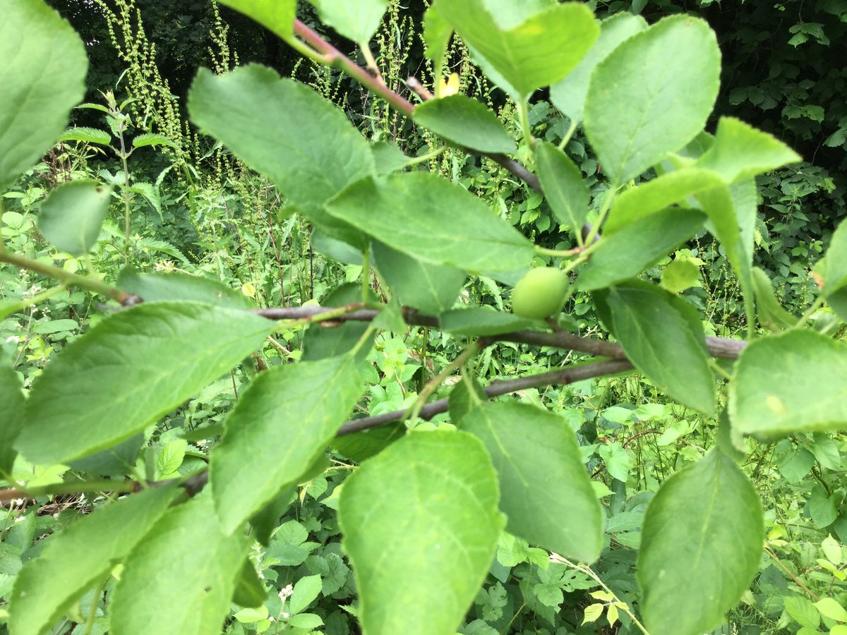 commonswood's tweet photo. Very excited to see fruit starting to grow on the fruit trees planted by the children in the orchard. https://t.co/qK1kabTK0r