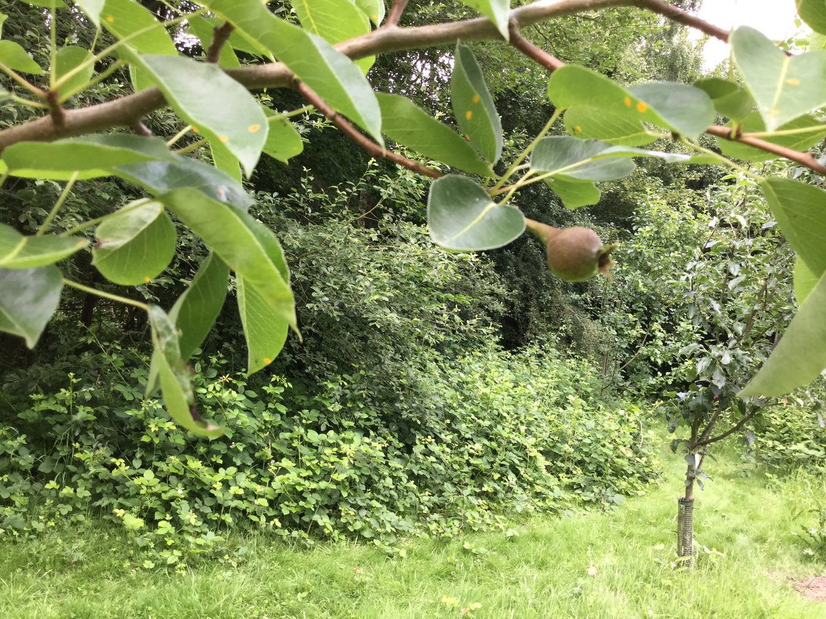 commonswood's tweet photo. Very excited to see fruit starting to grow on the fruit trees planted by the children in the orchard. https://t.co/qK1kabTK0r