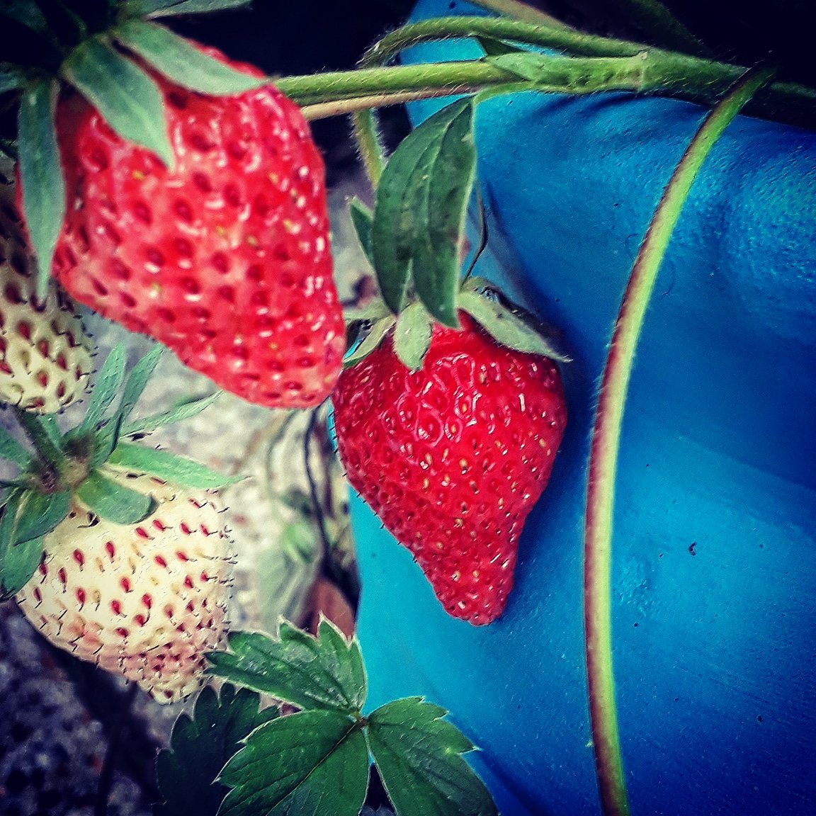 First home grown strawberries! #allotment #strawberries #Homegrown #gardening #Foodporn
