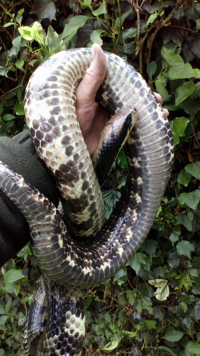 False water cobra soon to lay her eggs, I love these snakes