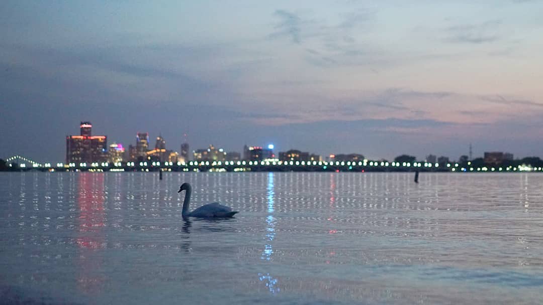 wdet's tweet photo. A swan and a skyline at sunset 🌅

Thanks to IG user @melemel313 for today’s #SceneFromDetroit! https://t.co/op1Ih45fuu