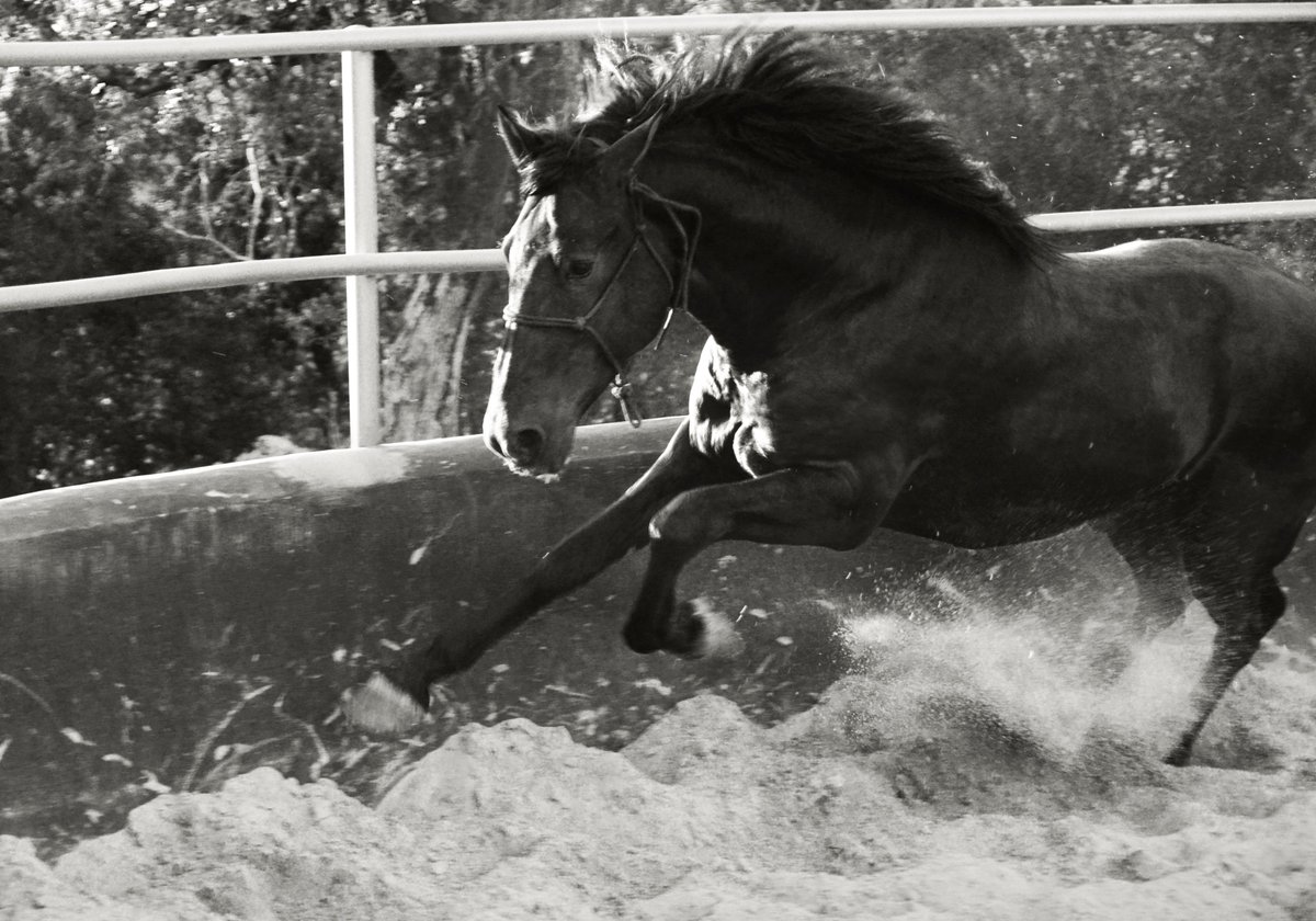 Picture I took last year in Spain of a young #PRE stallion in #Spain , #Sevilla #horse #andalusianhorse #purarazaespañol #caballoespañol #stallion #spanishhorse