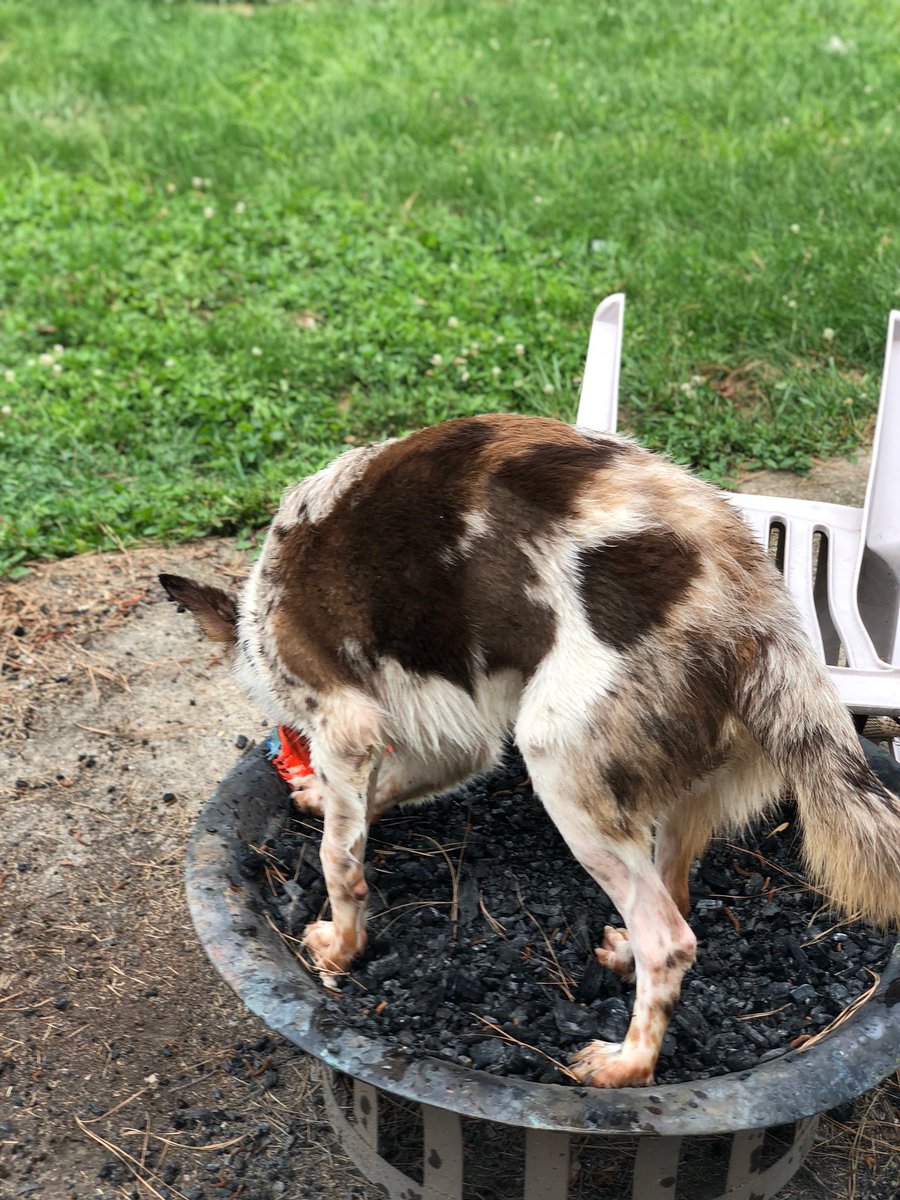 Mom <a href="/shalegh/">Isaac Shalegh</a> opened up the pool today!! Everyone had a good time!! Leland our foster bro was confused tho 😂