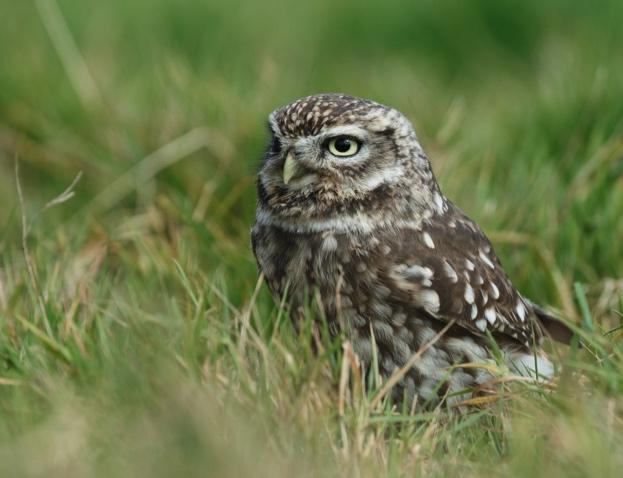 WildlifeMag's tweet photo. We're trying something new!

Each month our website will feature a range of wildlife events around the UK. It's not complete yet, but here is the June page: https://t.co/0leIiL9LqM  
If you would like to submit an event, please see the page for details.
📷B Worley/PhotoPlus/Getty https://t.co/XjMYR0fYPN