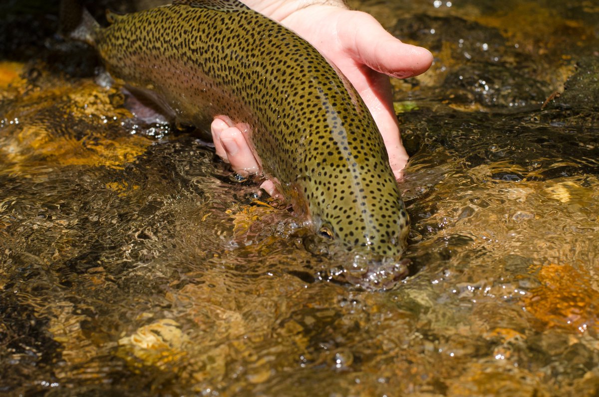 BRFlyFishing's tweet photo. Have a wonderful weekend everyone!

#brff #blueridgeflyshop #blueridgeflyfishing #guidedfishing #tgif #flyfishing #fishingislife #outdoorsadventures #Chattanooga #blueridgegeorgia #blueridge https://t.co/ELJJqCRkTF