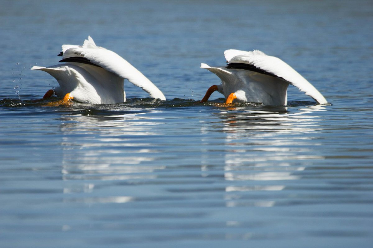 NatlParkService's tweet image. Happy #NationalBestFriendsDay! 

Image: Pair of American White Pelicans float on the Yellowstone River