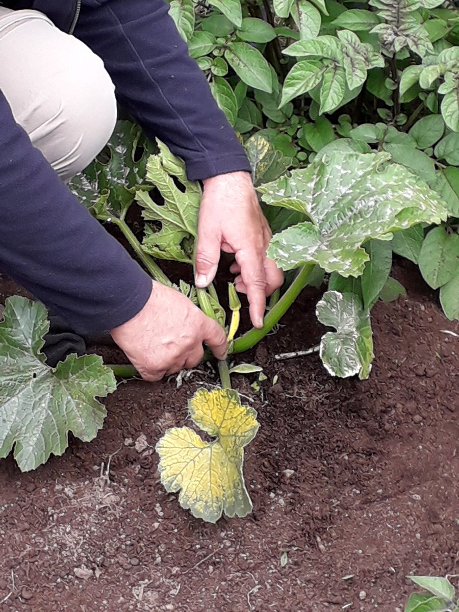 OSF_SchGardens's tweet photo. A bumper crop in the making at Tullos school garden. The lettuce, rocket and radishes already ready for sampling and the baby courgettes making an  appearance. https://t.co/5X3FKgGYXN