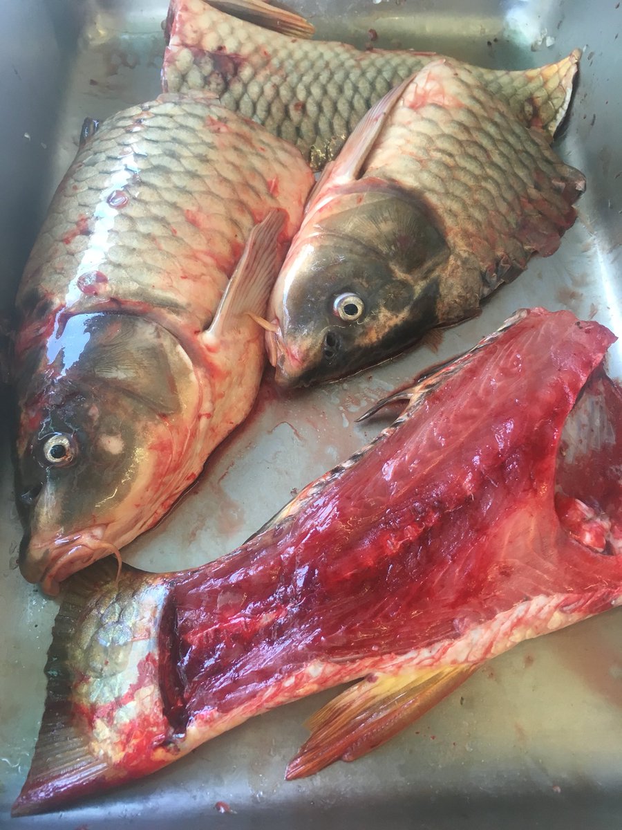 BerkeleySave's tweet photo. These individuals are not “food”, they have their own desires &amp; emotions❤️🐟❤️Until someone can name the trait in fish that if present in humans would allow us to treat humans how we treat fishes, then I see no reason why this hasn’t ended! #AnimalLiberation #FishSave #Fishes https://t.co/ojQiCMQ1RC
