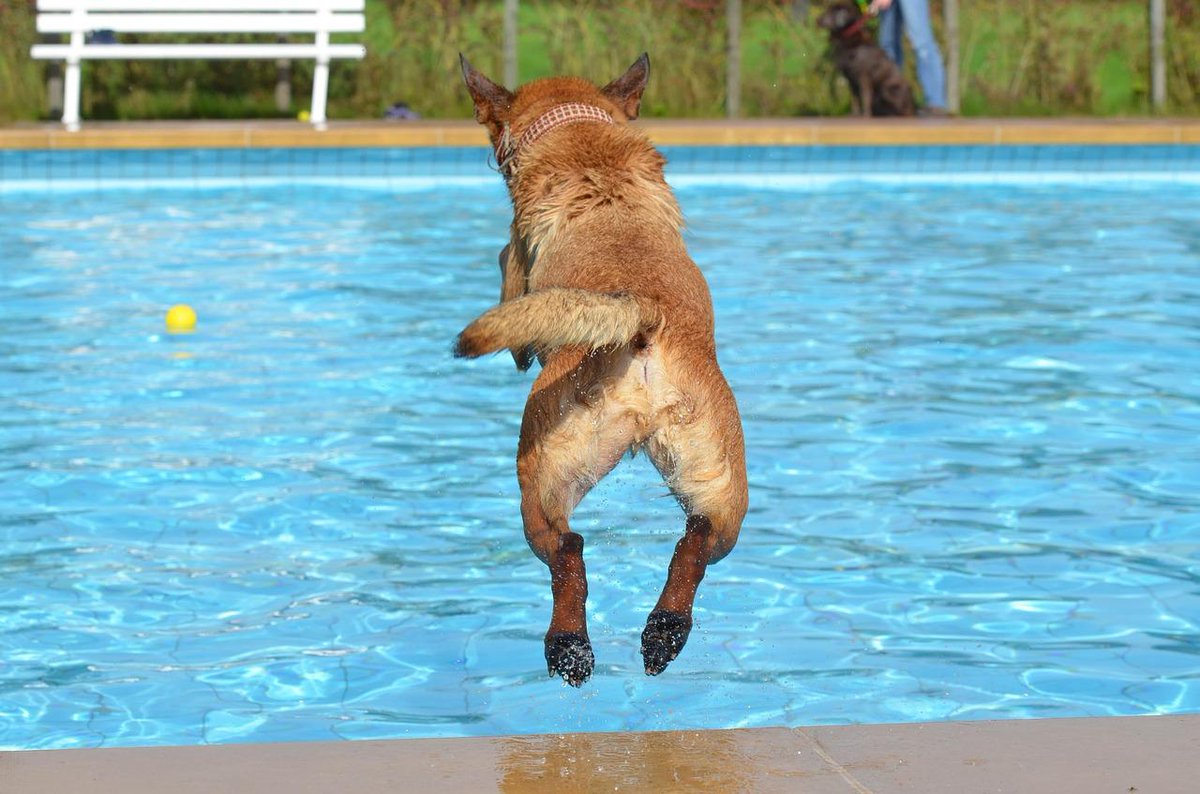 globalk9ps's tweet photo. Jumpin' into the weekend like.... https://t.co/cO12x5N2kh