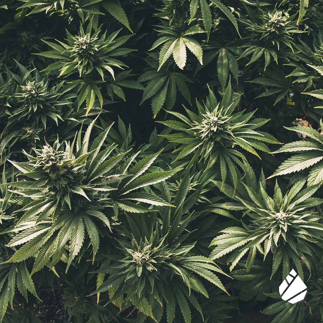 modernleafca's tweet photo. The ModernLeaf “Whole Plant Methodology” helps you find cannabis that is best for you. Learn more about our personalized [strain + terpene + cannabinoid] method at your nearest ModernLeaf store. #cannabis #cannabiseducation #modernleaf #cannabisguide #wholeplantmethodology https://t.co/WsWtZ9O6qO
