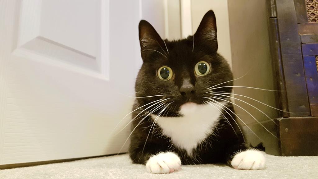 CuriousZelda's tweet photo. Staring is caring. https://t.co/OgqX7fp96Z