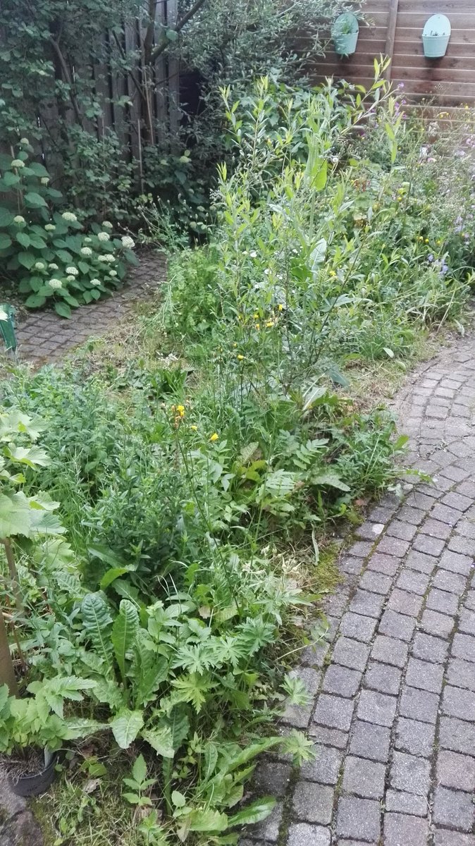 birdingstip's tweet photo. In Culemborg en omgeving ging om 18:00 de 700-soortendag van start. Goeie publieksactie van @NVWCulemborg voor 700 jaar bestaan van de stad. Nu 24 uur lang proberen zoveel mogelijk soorten planten en dieren te zien. Ik begin in mijn tuin met de insecten! https://t.co/RSRK10nw0g