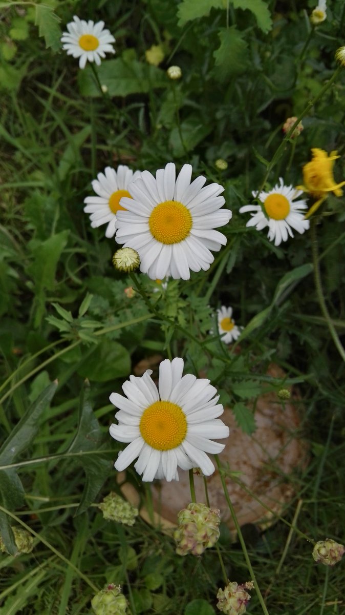 In Culemborg en omgeving ging om 18:00 de 700-soortendag van start. Goeie publieksactie van <a href="/NVWCulemborg/">NVWC</a> voor 700 jaar bestaan van de stad. Nu 24 uur lang proberen zoveel mogelijk soorten planten en dieren te zien. Ik begin in mijn tuin met de insecten!