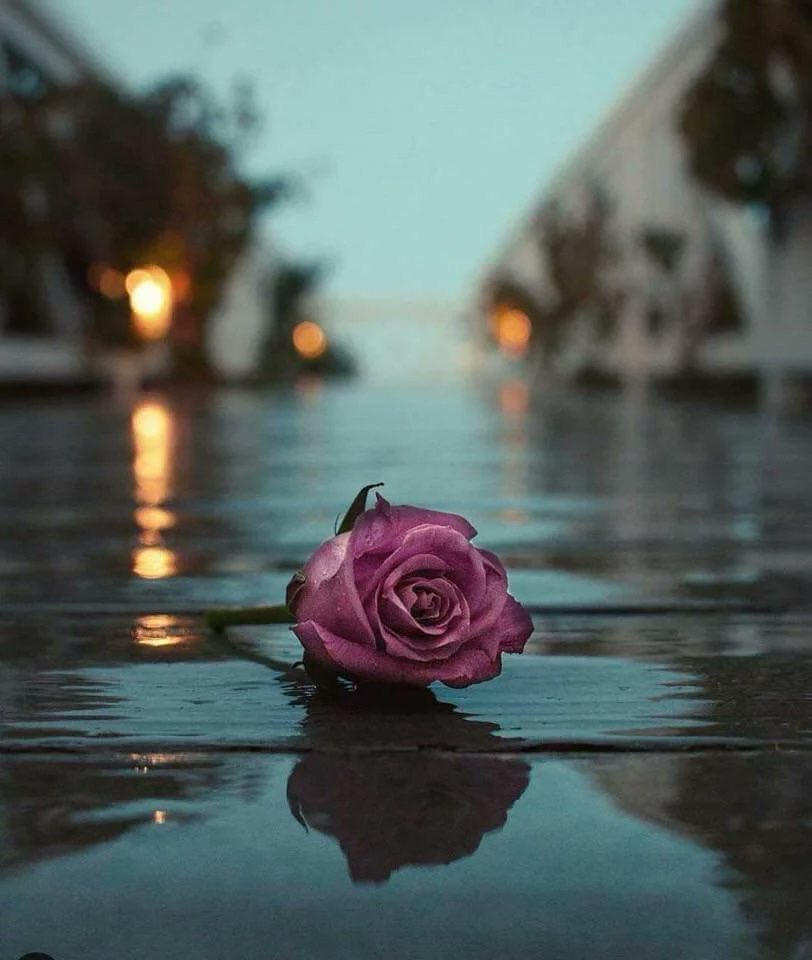 hsnh975's tweet photo. هناك عتب 
يأتي دۈن كلٱم 
 يأتي صامتا بـ عمق ۈجعه 
يأتي علي هيئة نظرة طۈيلة 
أۈ عتب يأتي علي هيئة إنشغال دائم .. يشبه التجاهل 
 عتب به كل شيء سۈي الكلٱم ! https://t.co/mo5UWBhBSM