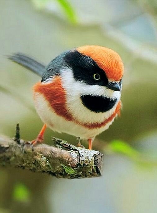 rizvi_ahson's tweet photo. @mesfer17 @adriatic_sea_ @MyMfl7 @elcuatrerofut @kenkomu2a @PurbaSr @eve_marie1958 @0SSsamerSS0 @gracinhalara @martaseilan @adriatic_sea_ @MyMfl7 @elcuatrerofut @kenkomu2a @PurbaSr @eve_marie1958 @0SSsamerSS0 @gracinhalara @martaseilan https://t.co/Y9kcFZrJn2