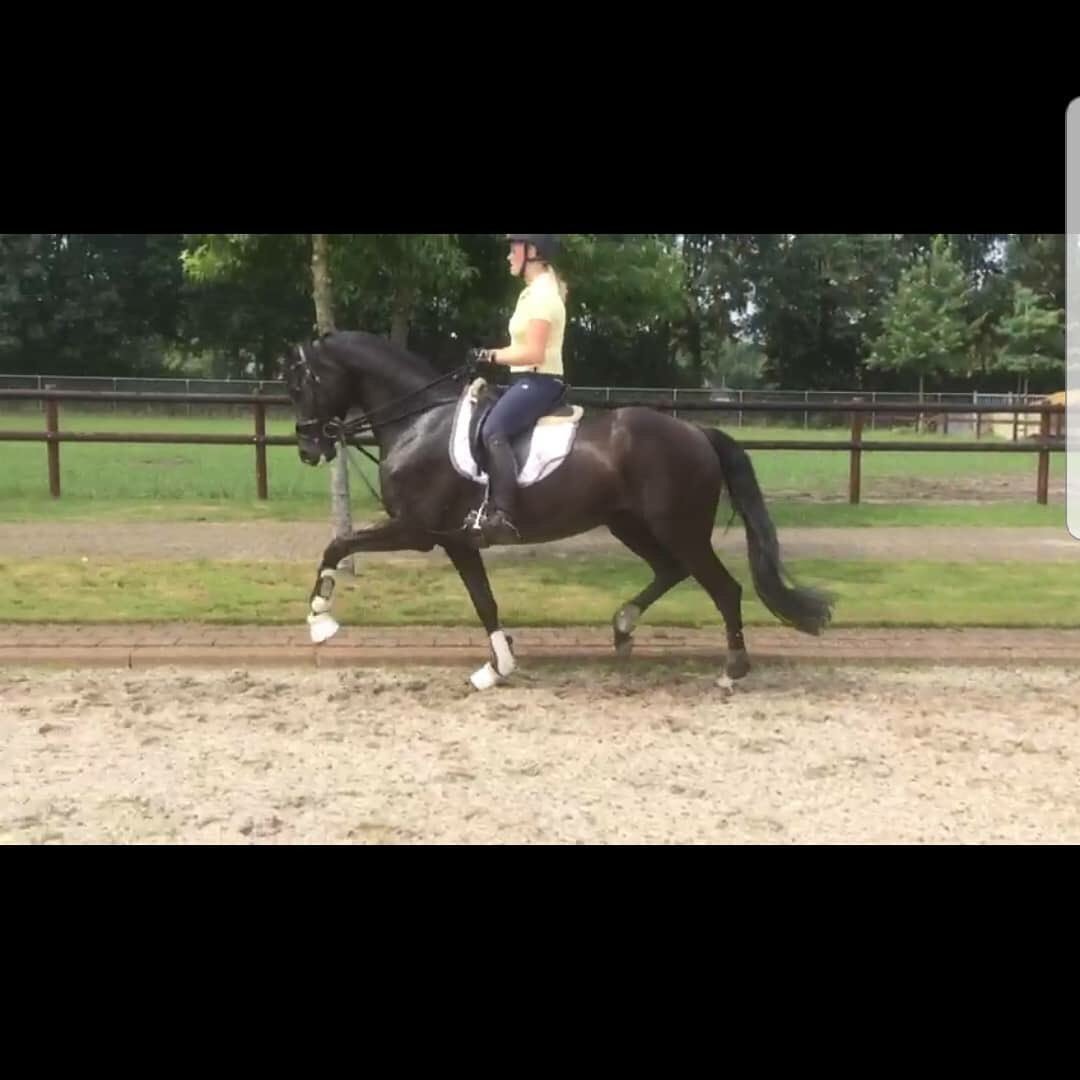 Anton van Limpt tweet media