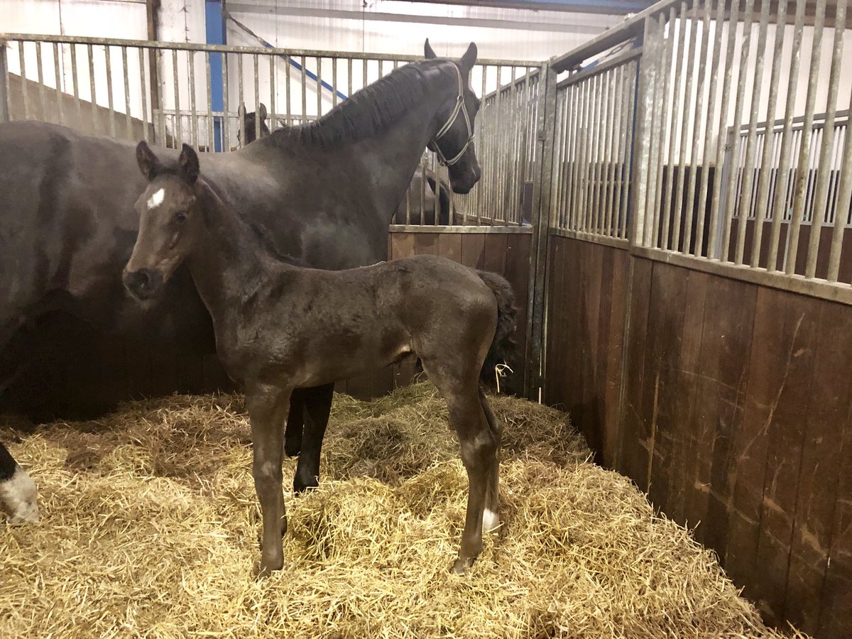 Anton van Limpt tweet media