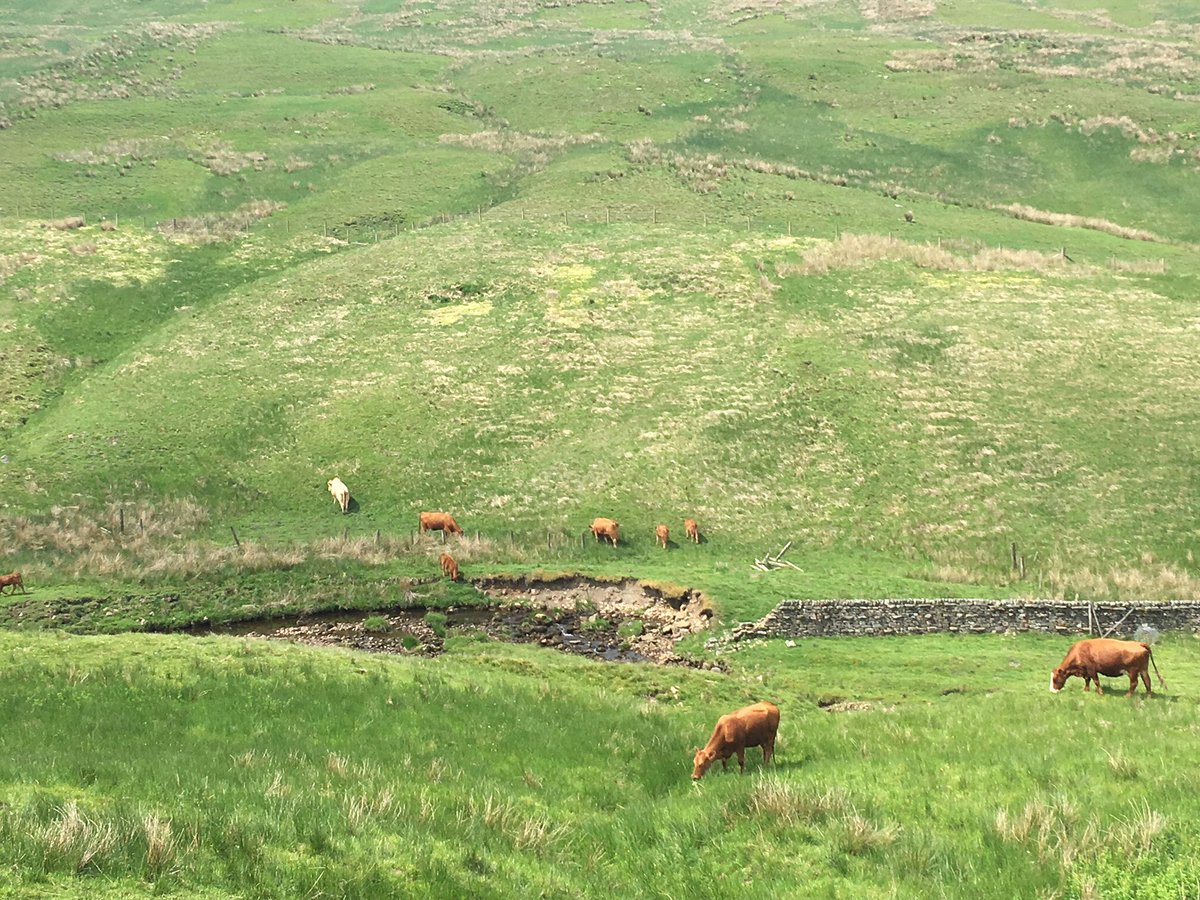Claire_bithell's tweet photo. Day 8 of #30dayswild. Scoping out potential for river improvements in the Ure headwaters with @YorkDalesRT officer Marie. So much potential for improvements offering #multiplebenefits and some adorable highland cows. @30DaysWild https://t.co/pcz4vD7AGd