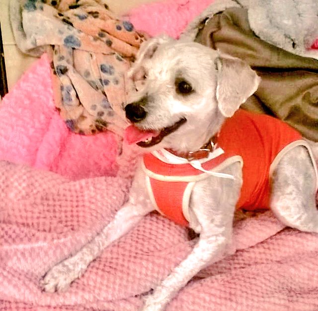 dodorochan's tweet photo. Hola me llamo BRISA pequeña, 2 años, esterilizada, amorosa y bien portada. Me rescataron del antirrabico y así ya no morir, regálame un RT para encontrar un bonito hogar 🐶��� https://t.co/99A0fdNwhn