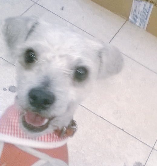 dodorochan's tweet photo. Hola me llamo BRISA pequeña, 2 años, esterilizada, amorosa y bien portada. Me rescataron del antirrabico y así ya no morir, regálame un RT para encontrar un bonito hogar 🐶��� https://t.co/99A0fdNwhn