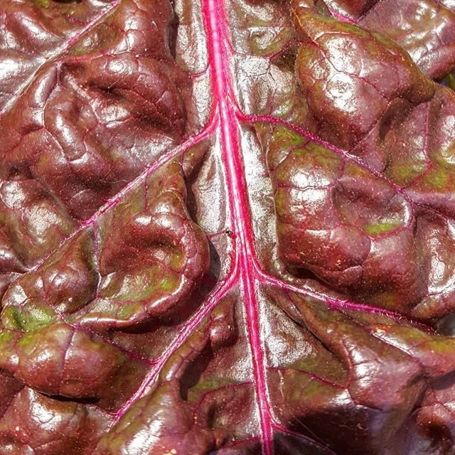 MarcelleChow's tweet photo. Look at the #vascularity looks like it's juicing lol
.
.
.
 #redlettuce #swisschard #growyourownfood #letfoodbethymedicine #alkalinefood https://t.co/qvDEwRoCfG https://t.co/3JvhSLsHQW