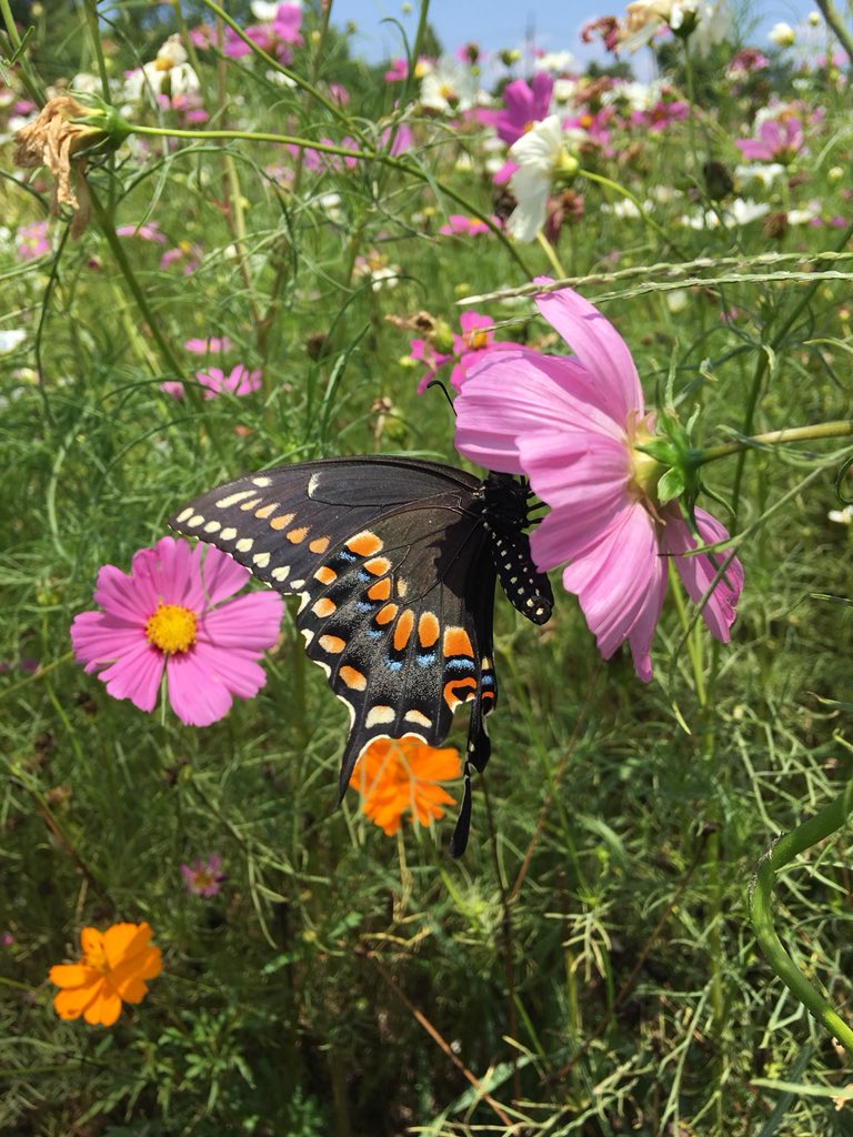 MargaretOrr's tweet image. Had a wonderful time @NOLACityPark today. Canoed, Rode bikes, saw the Wildflower Garden, then coffee at Morning Call. #vacationathome #nola #onlyinnola @wdsu