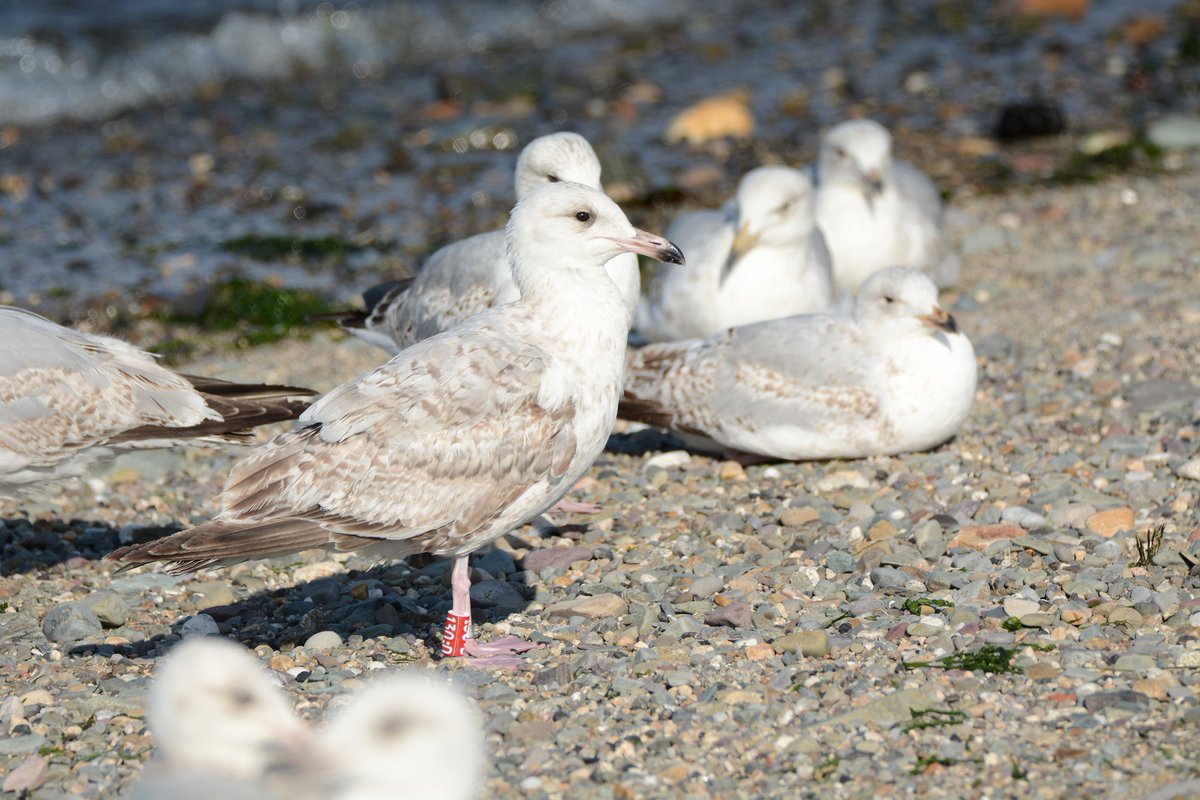 BBurke88's tweet photo. Always nice to spot a ringed Herring Gull when out - this one was at Bray Harbour this eve, and I had it at Bull Island exactly a month ago today. Has also visited both Howth Harbour and Bullock Harbour since it fledged from Ireland's Eye last year. Coming to a harbour near you! https://t.co/zHu6pT0pI7