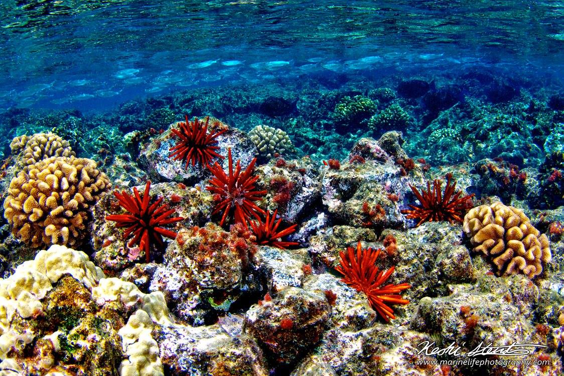 TheCoverupFilm's tweet photo. Today is #WorldOceansDay and the perfect day to read your #sunscreen ingredients and choose reef safe options! Go to https://t.co/AY2EEWCSiY to learn more. #ReefsAtRisk https://t.co/Ib5O99EwJT