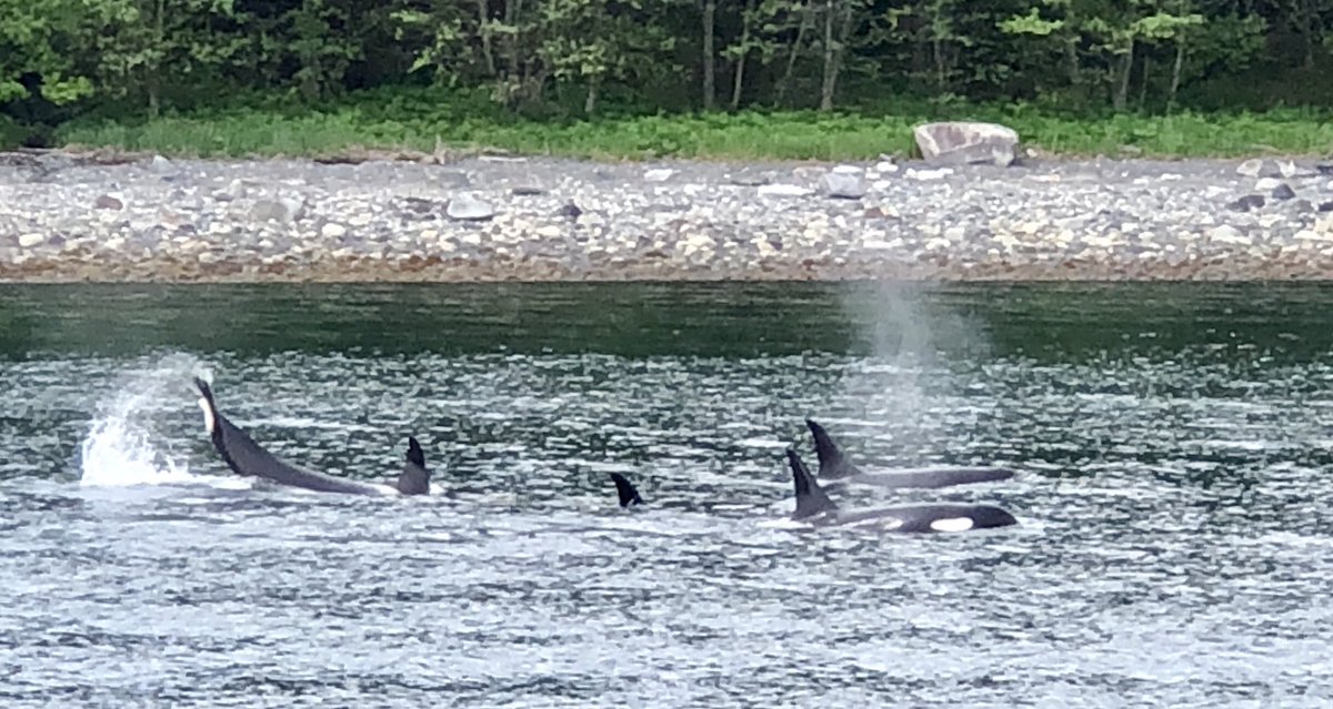 Ted_Vierling's tweet photo. Orca watching was amazing!! #NotSeaWorld #Alaska https://t.co/PTJSywc719