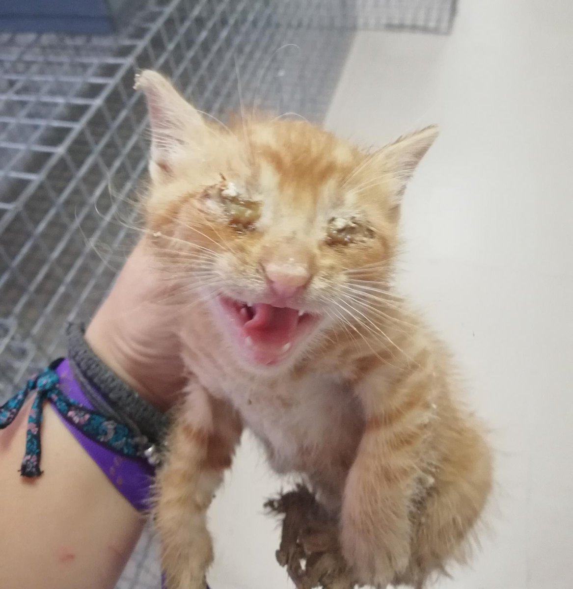 ayudaaanimales2's tweet photo. Vicente tiene 1 mes y aún no come solo pero busca familia para cuando lo haga (no tardará mucho) 
Cómo veis en la primera foto estaba fatal en la perrera hoy le hemos sacado para curarle (2 foto)  y buscarle una familia😍 RT 🙏
692482573 o MD https://t.co/4wwj8ojKP1