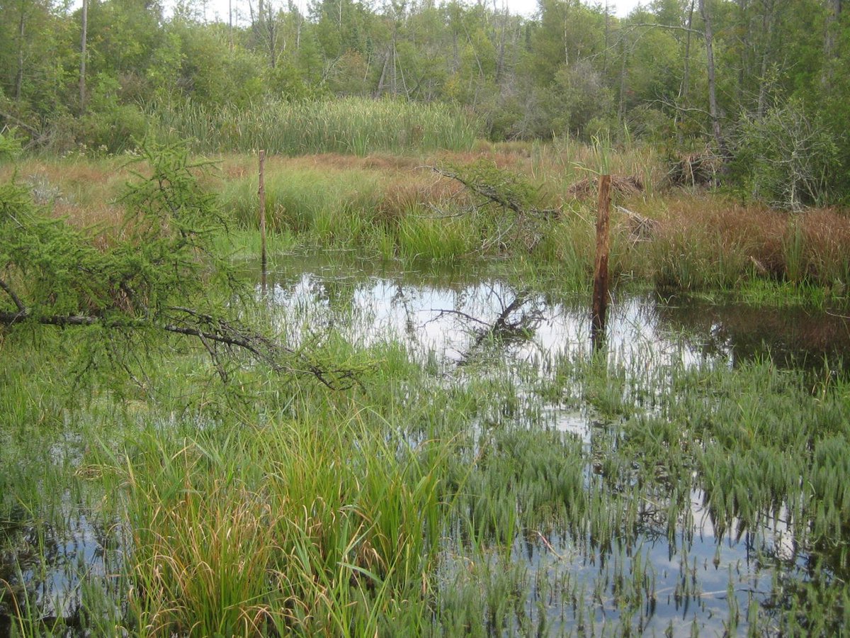 Wisconsin Wetlands tweet media