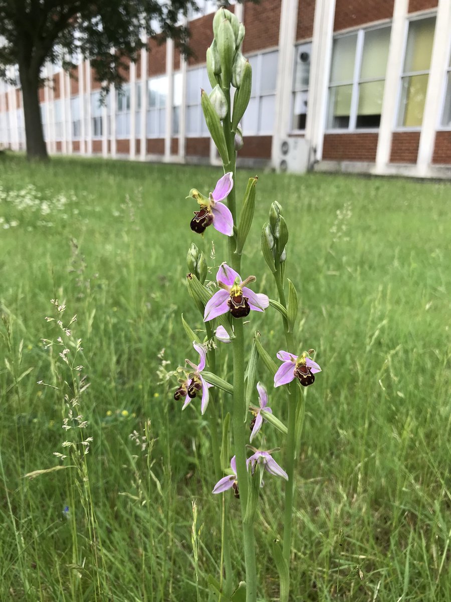 NatureCranwell's tweet photo. We were informed about these beautiful Bee Orchids growing on camp. We have liaised with the grounds maintenance manager to ensure they don’t get mown! Great news! @LincsWildlife @WildflowersUK https://t.co/WV6sA1rZLg