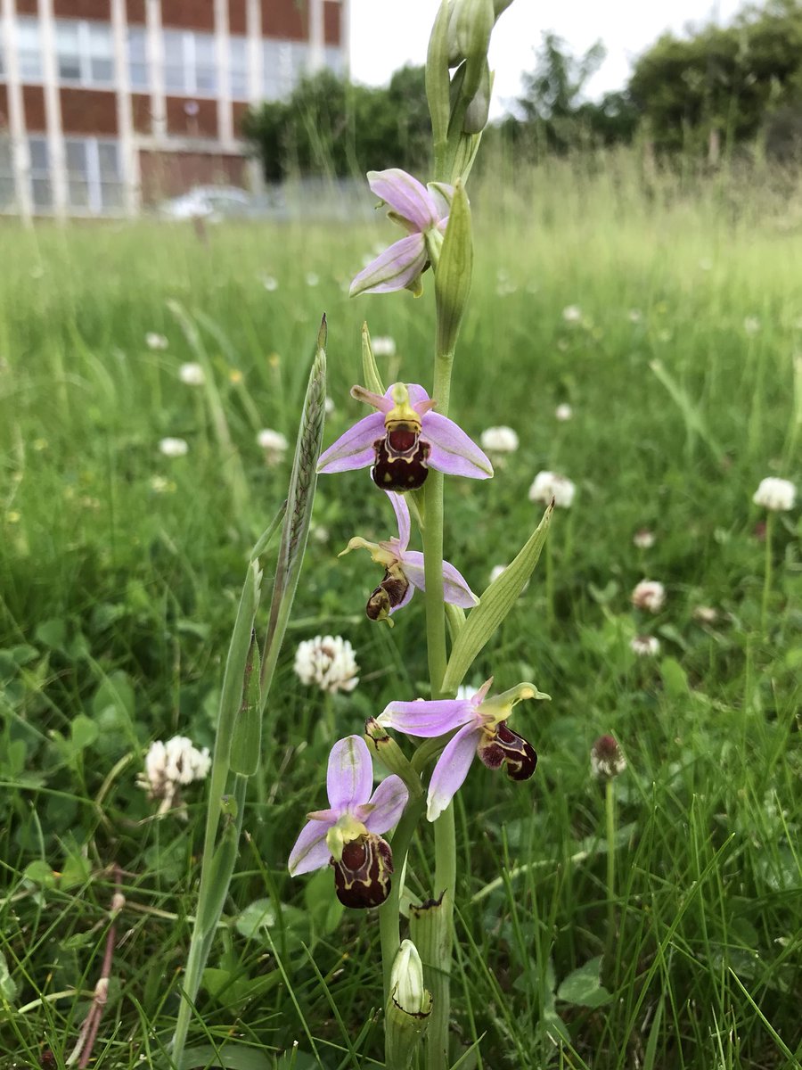 NatureCranwell's tweet photo. We were informed about these beautiful Bee Orchids growing on camp. We have liaised with the grounds maintenance manager to ensure they don’t get mown! Great news! @LincsWildlife @WildflowersUK https://t.co/WV6sA1rZLg