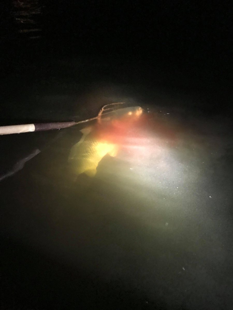nlittlefield97's tweet photo. Nothing beats a good night of carp shooting #bloodinthewater https://t.co/qHzhv6NqTA