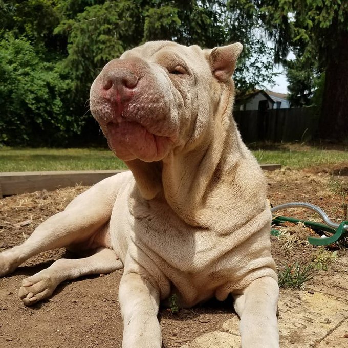 Just landed in Phoenix. Received these doofy photos from dog sitter. All is well https://t.co/7olCcw