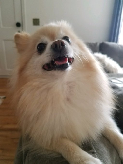 Just landed in Phoenix. Received these doofy photos from dog sitter. All is well https://t.co/7olCcw