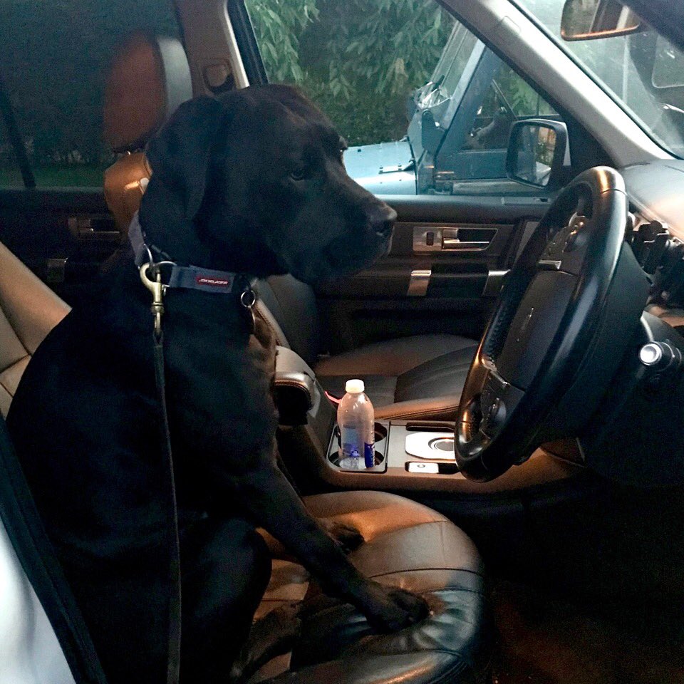 Lily’s training continues...Now Lily it may be a little too soon for you to be in the driving seat, can you move please! 😊🐶🐾 #Dogfather #dogtraining #lilydog #lilydog🐾