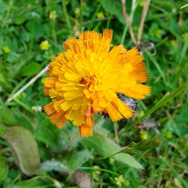ASimpleMelody's tweet photo. Orange Hawkweed? I've only spotted 2 of these in the whole, huge meadow so far.
#smallisbeautiful #lookdown #wildflower #naturewalk https://t.co/L79aAVIwLg https://t.co/MyTmaqoBUx
