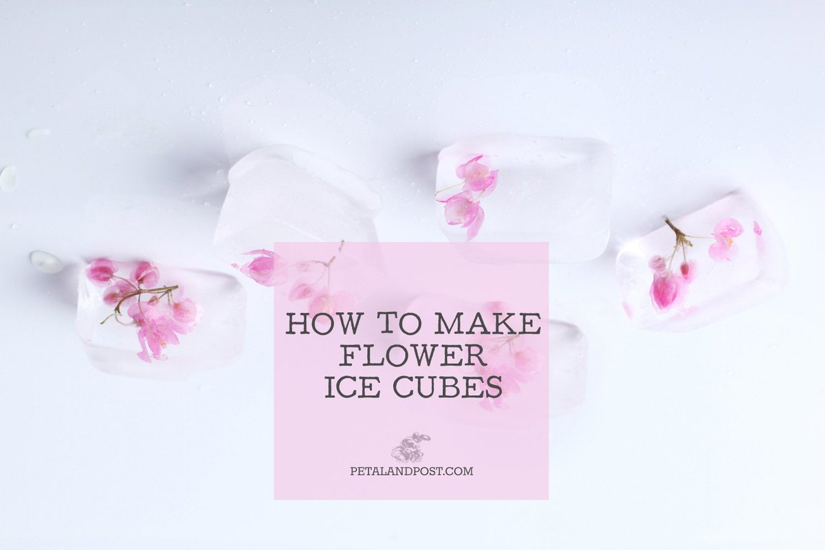 JMacLeanDesign's tweet image. How to Make Flower Ice Cubes

Spring and summer have an abundance of beautiful flowers, so making floral ice cubes is a great way to showcase their beauty. Choose edible flowers you can utilize in your ice cubes. Read on to learn more + recipe...

&amp;gt; petalandpost.com/blogs/blogpost…